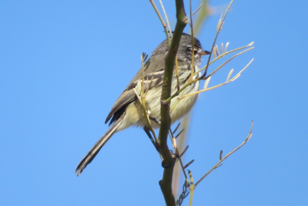 Yellow-billed Tit-Tyrant - ML622446722