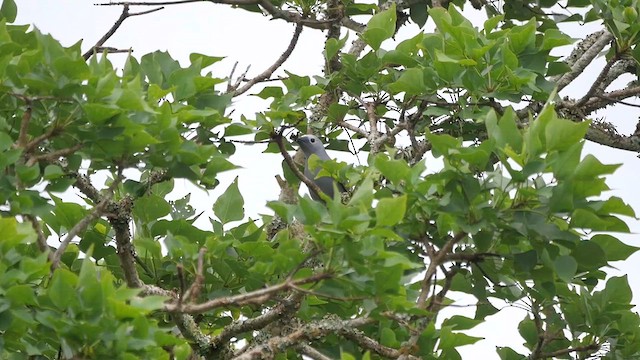 Gray Cuckooshrike - ML622446728