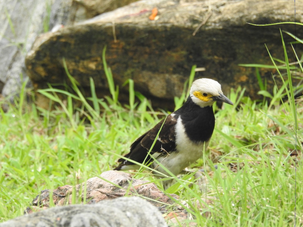 Black-collared Starling - ML622446730