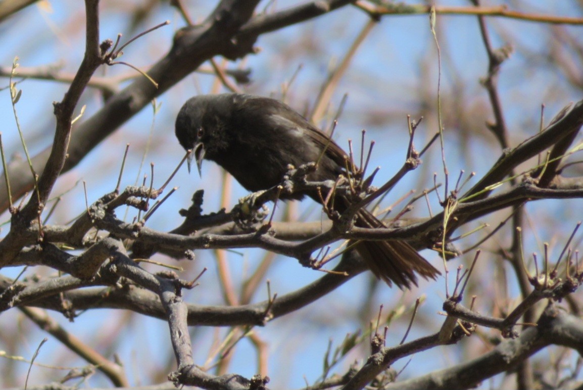 Variable Oriole - ML622446735