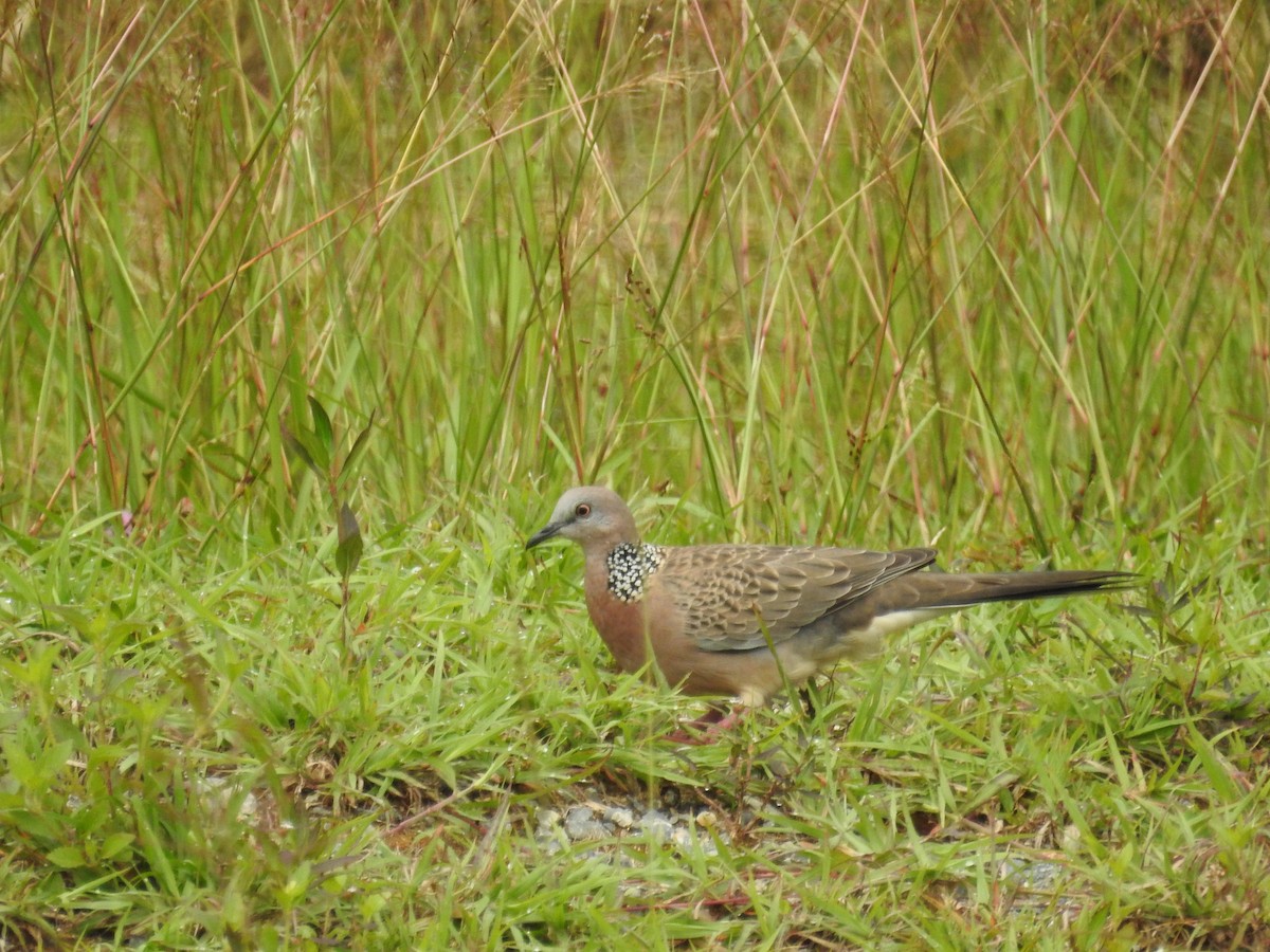 Spotted Dove - ML622446741