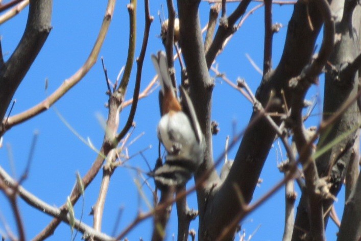 Ringed Warbling Finch - ML622446746