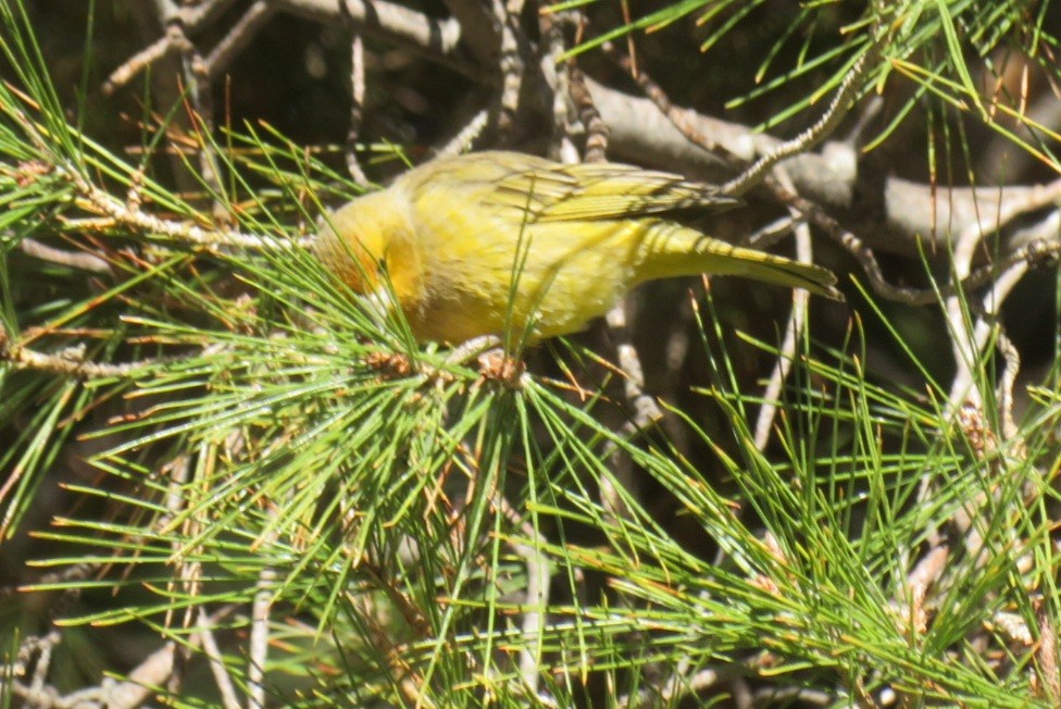 Greenish Yellow-Finch - ML622446762