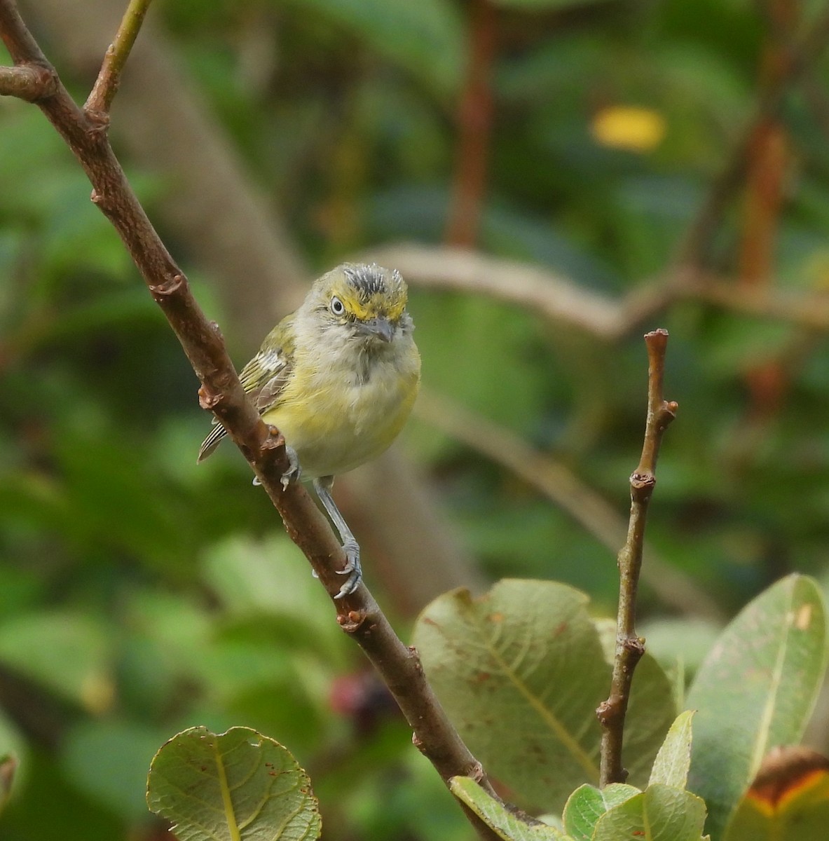 Vireo Ojiblanco - ML622446773