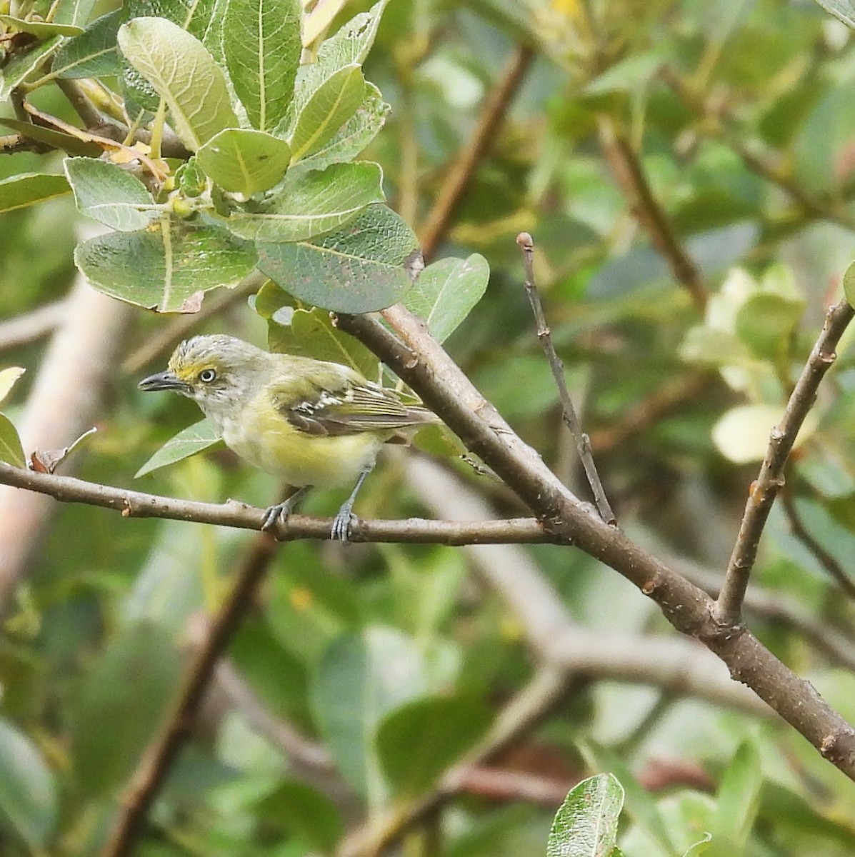 Vireo Ojiblanco - ML622446782