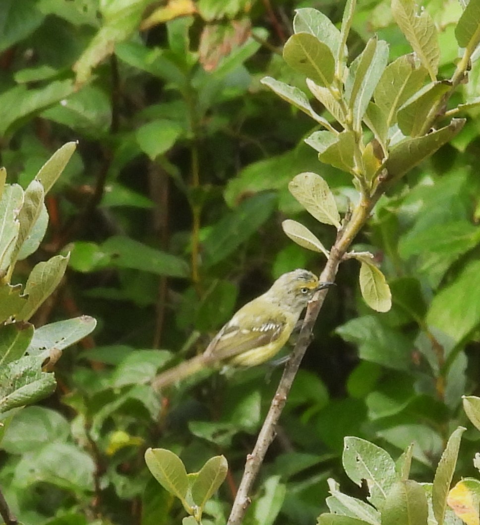 Vireo Ojiblanco - ML622446791