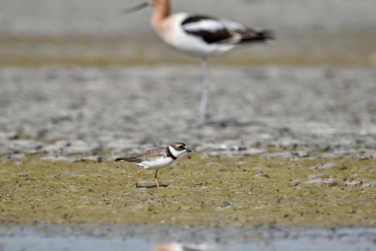 Semipalmated Plover - ML622446799