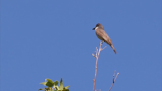 Thick-billed Kingbird - ML622446909