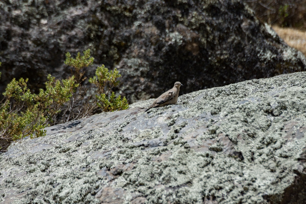 Black-winged Ground Dove - ML622447094