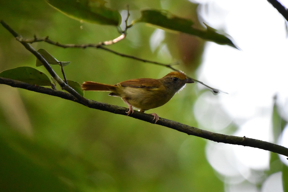 Tawny-crowned Greenlet - ML622447201