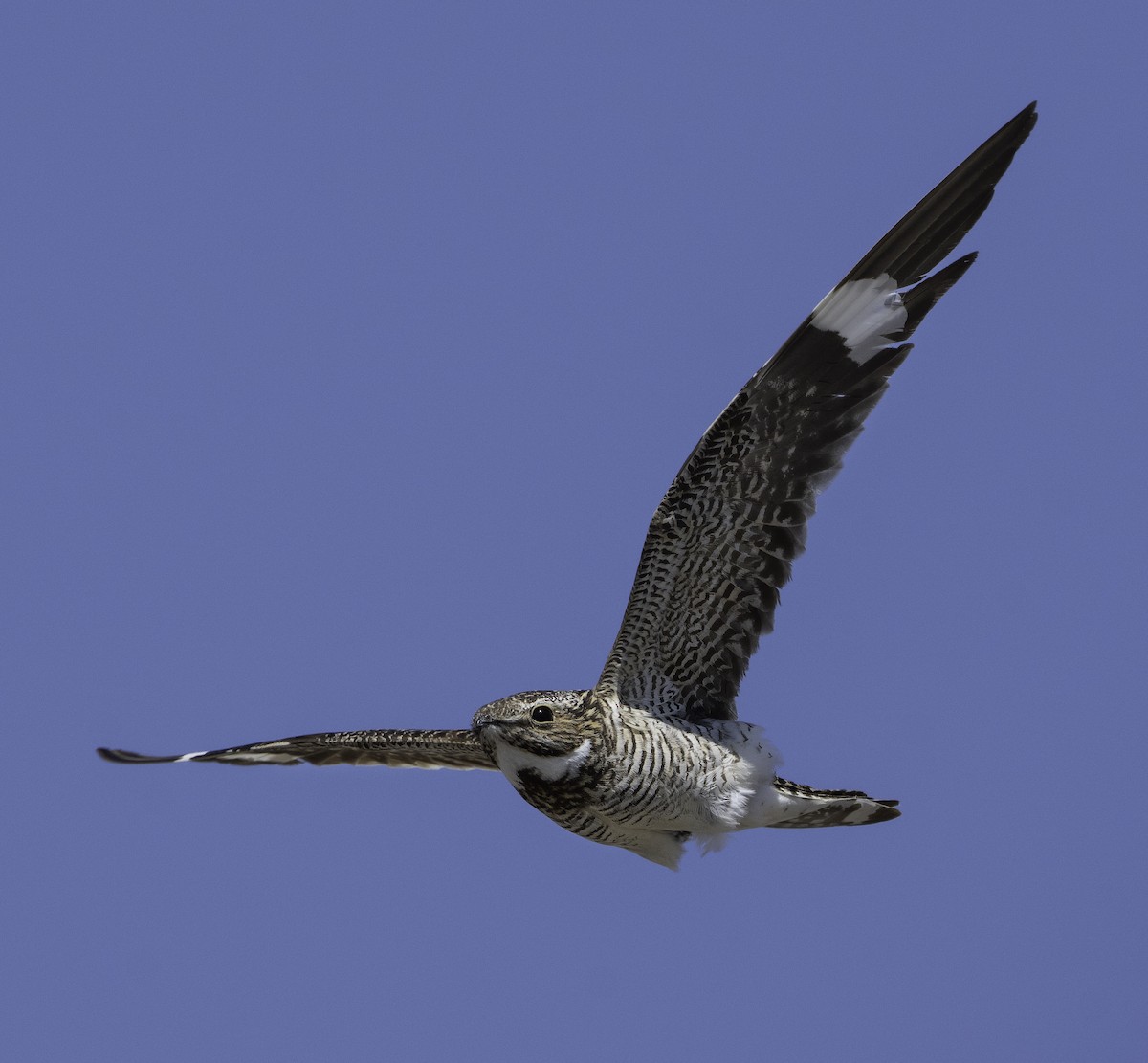 Common Nighthawk - ML622447229