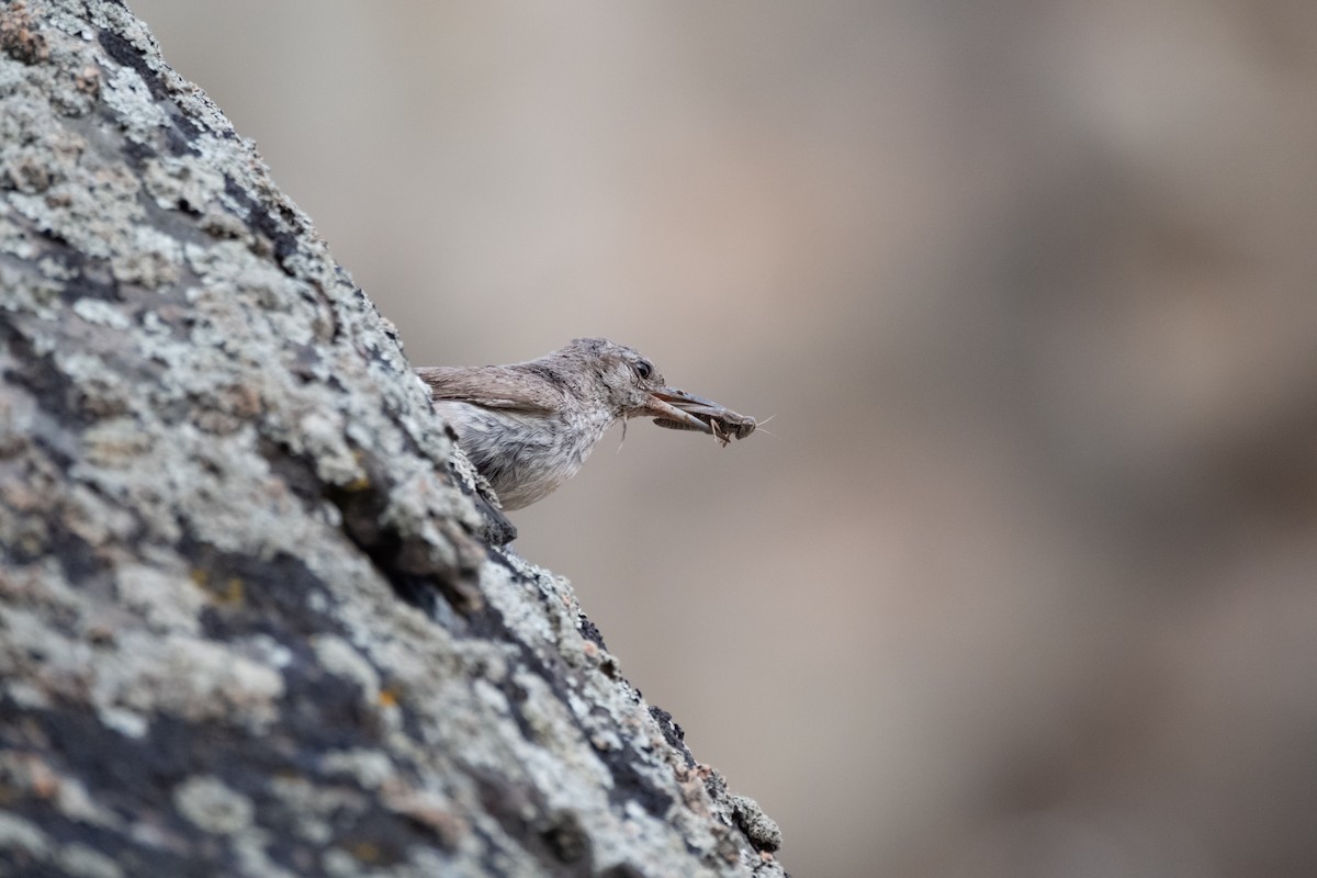 Rock Wren - ML622447234