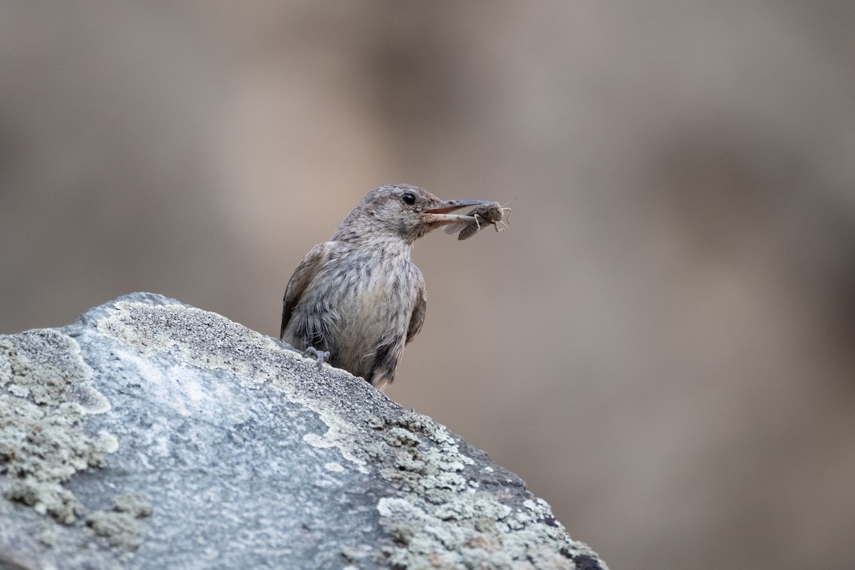 Rock Wren - ML622447235