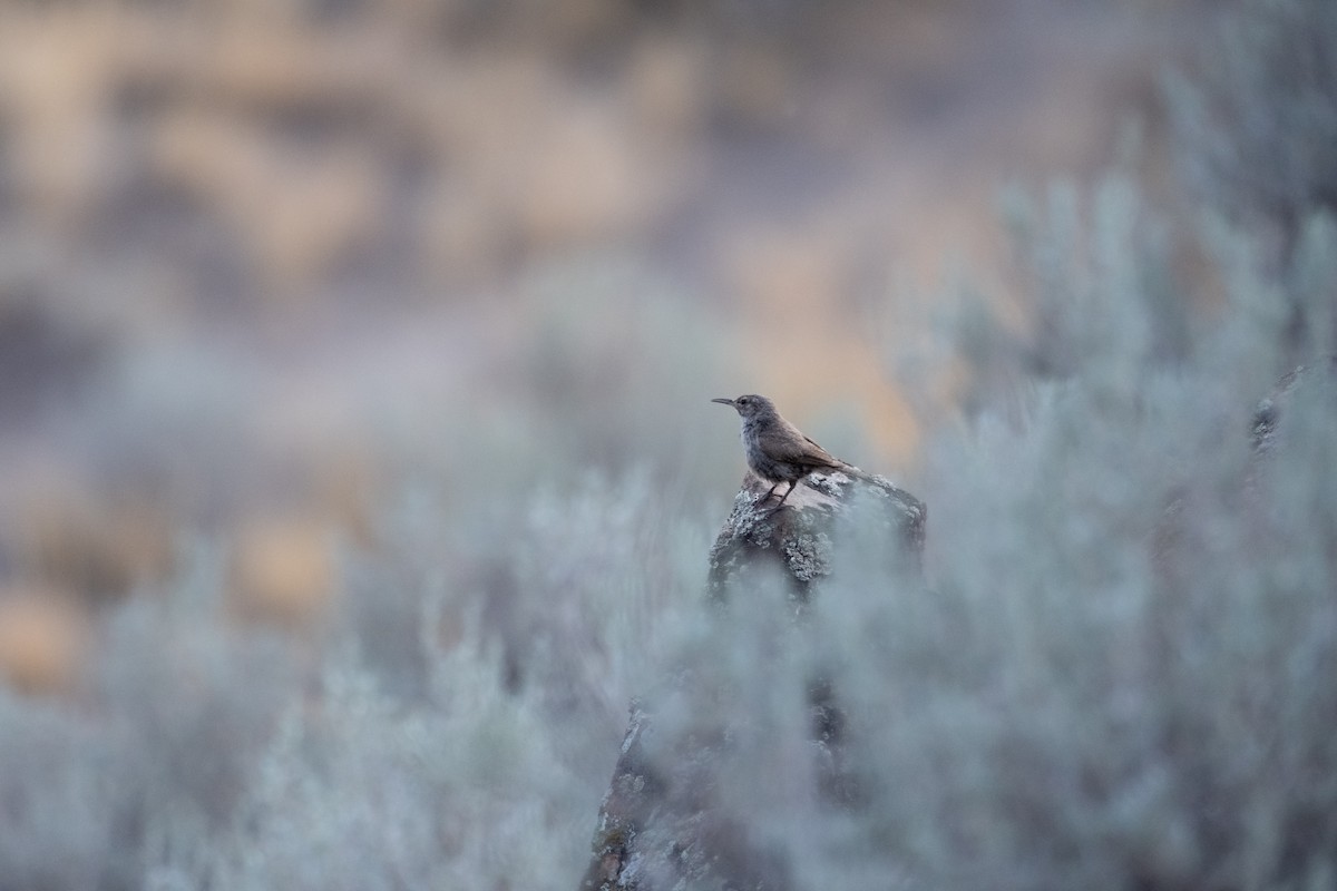 Rock Wren - ML622447236