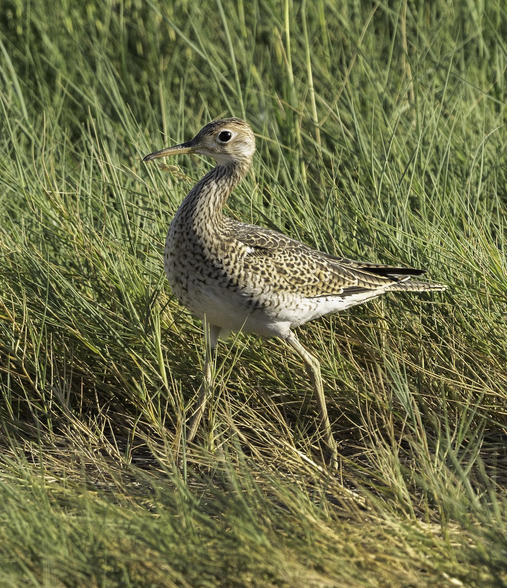 Upland Sandpiper - ML622447249