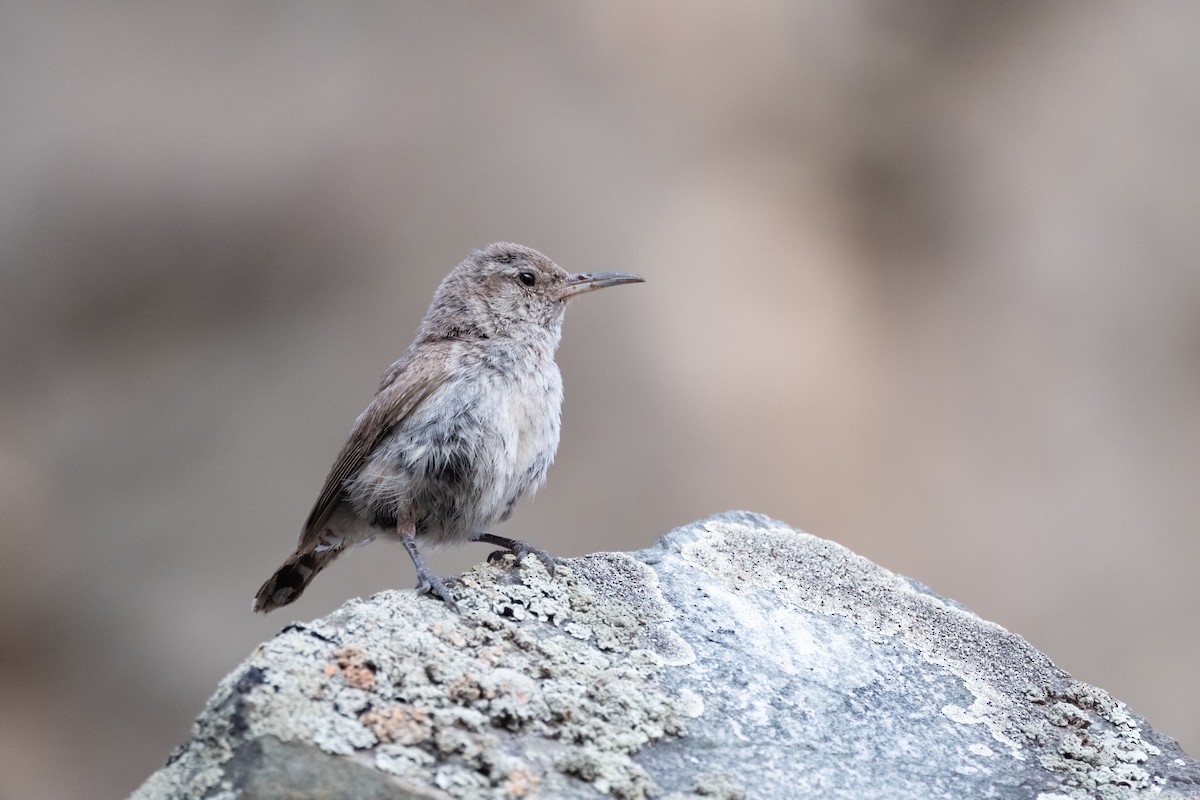 Rock Wren - ML622447262