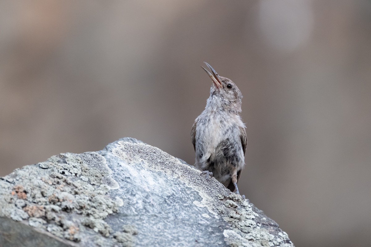 Rock Wren - ML622447263