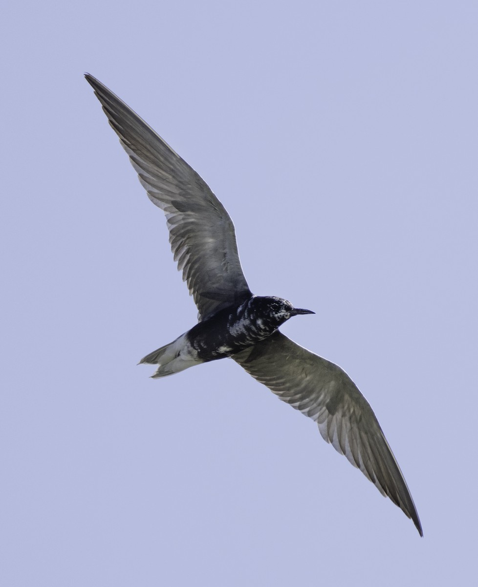 Black Tern - ML622447272
