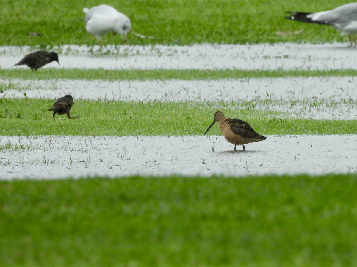 Long-billed Dowitcher - ML622447293