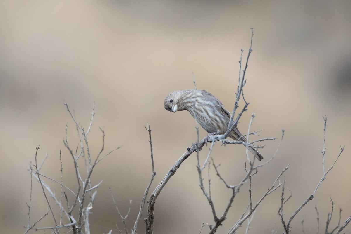 House Finch - ML622447297