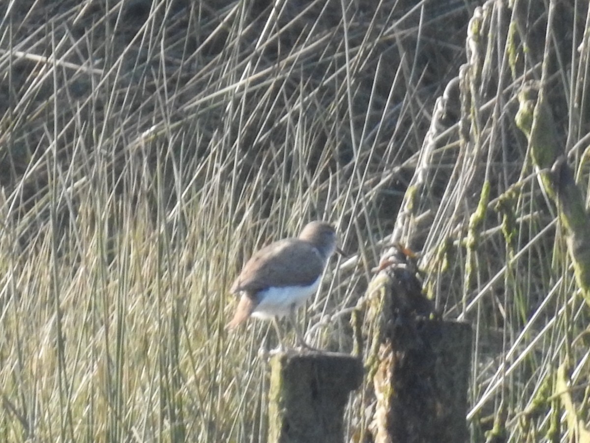 Common Sandpiper - Nick Odio