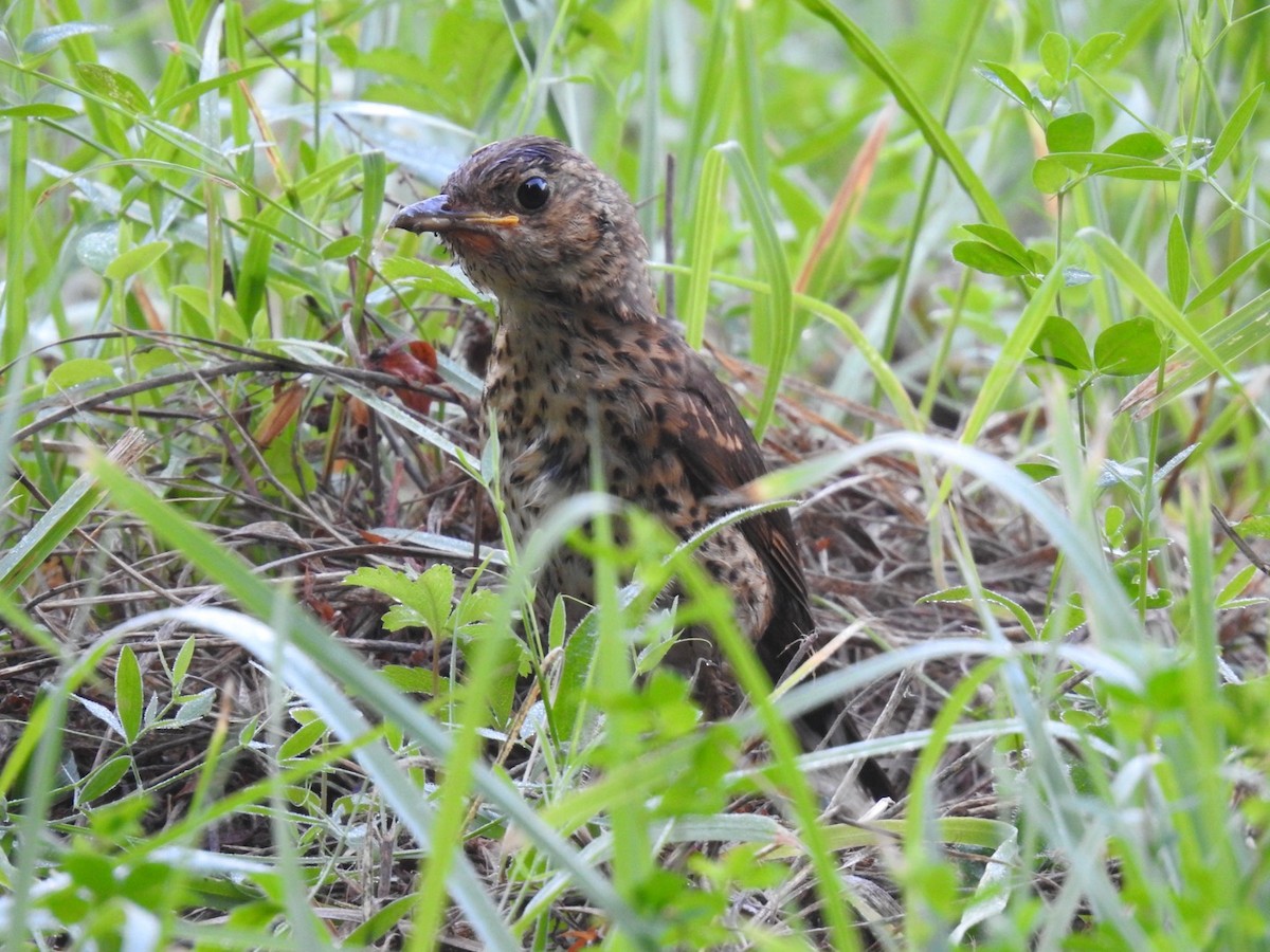 Song Thrush - ML622447349