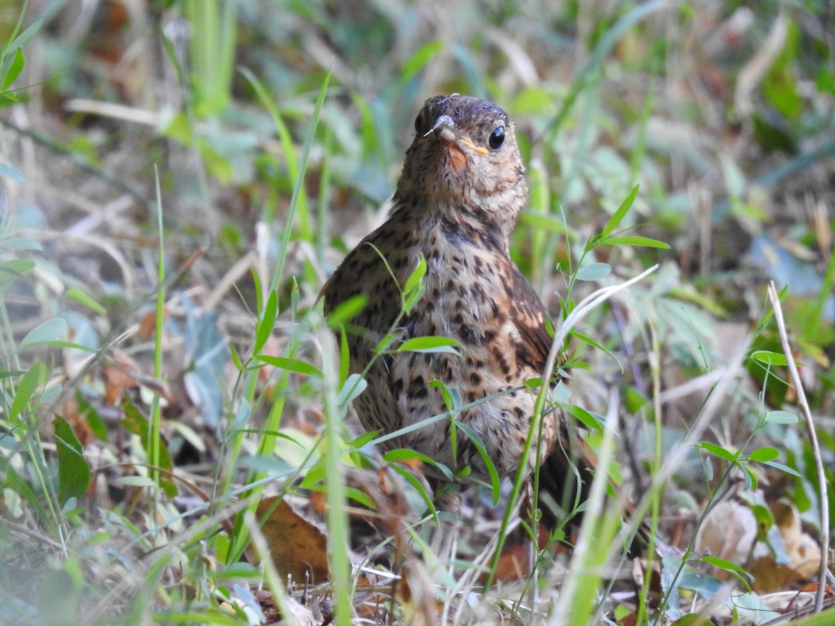 Song Thrush - ML622447350