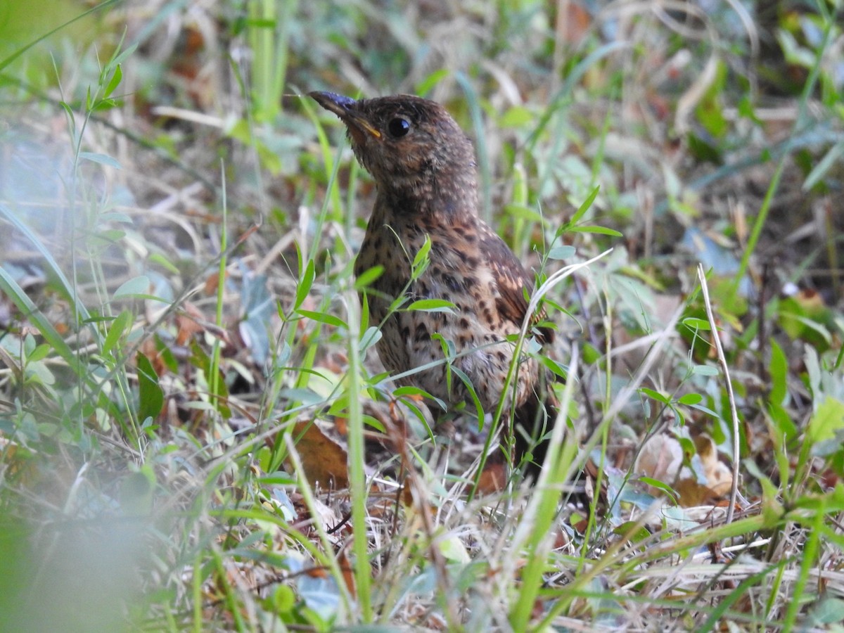 Song Thrush - ML622447351