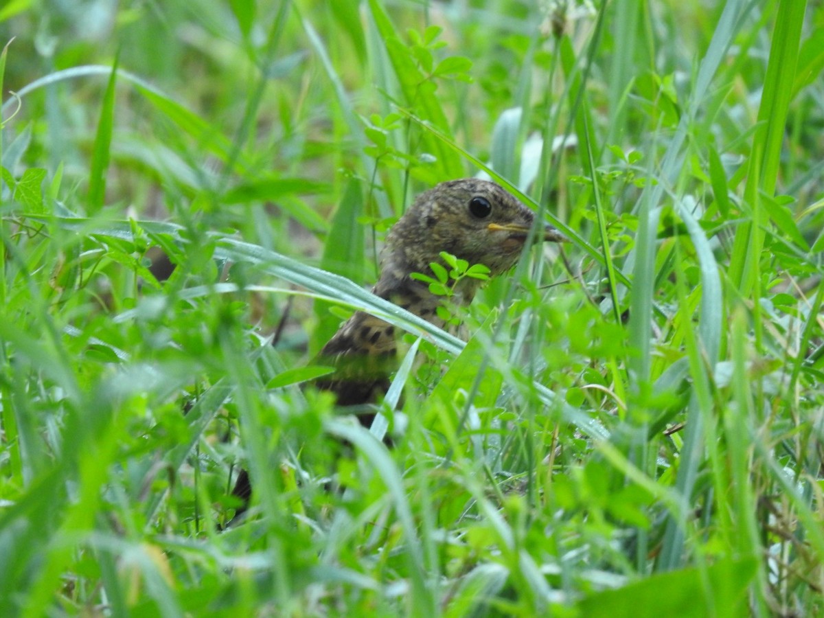 Song Thrush - ML622447360