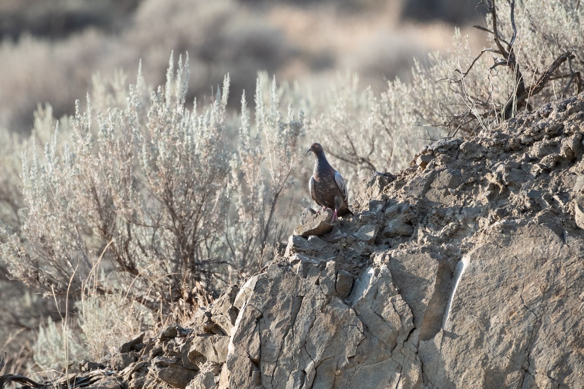 Rock Pigeon (Feral Pigeon) - ML622447432