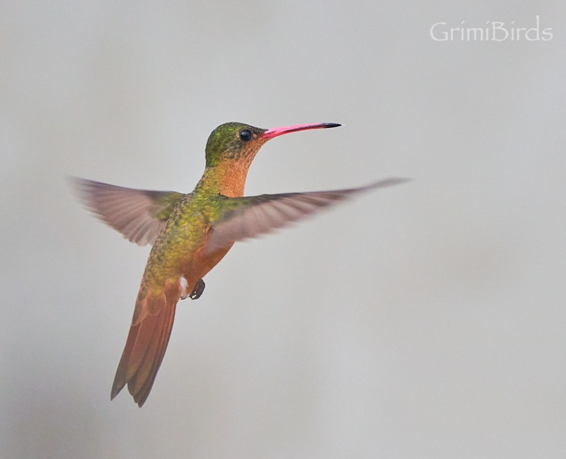 Cinnamon Hummingbird - ML622447450