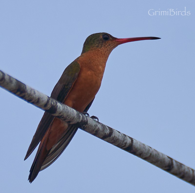 Cinnamon Hummingbird - ML622447452