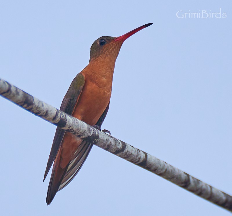 Cinnamon Hummingbird - ML622447453