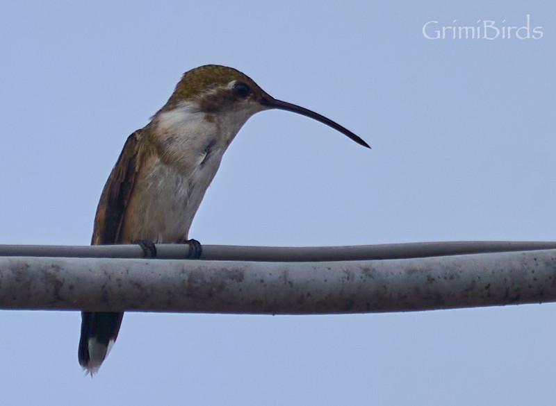 Mexican Sheartail - ML622447515