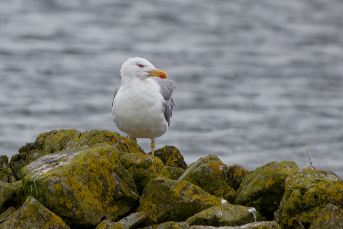 Yellow-legged Gull - ML622447544