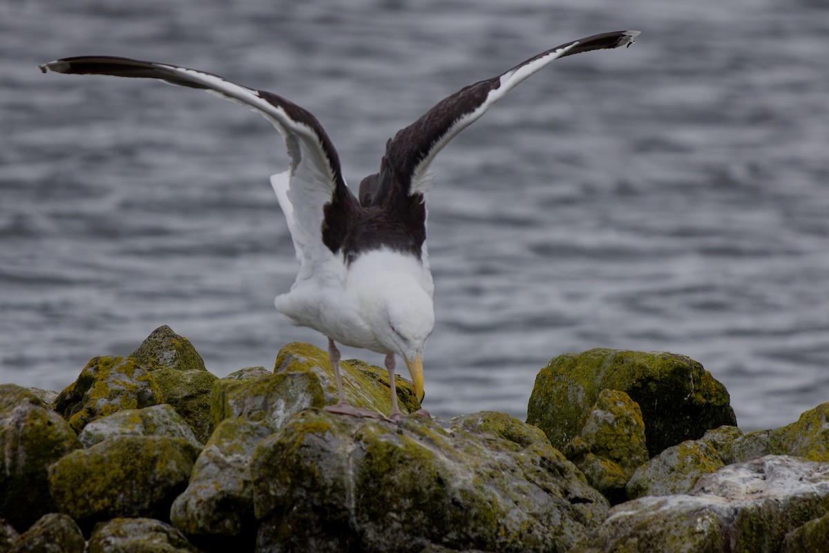 Great Black-backed Gull - ML622447545