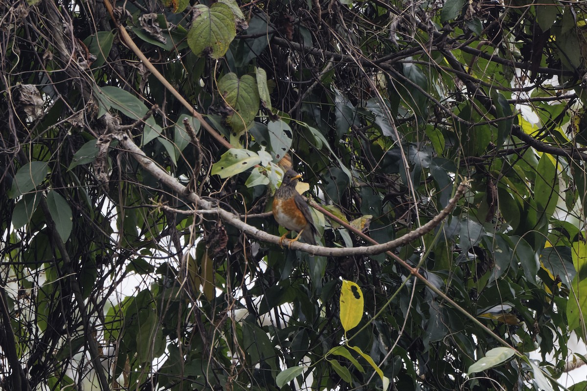 Black-breasted Thrush - ML622447546