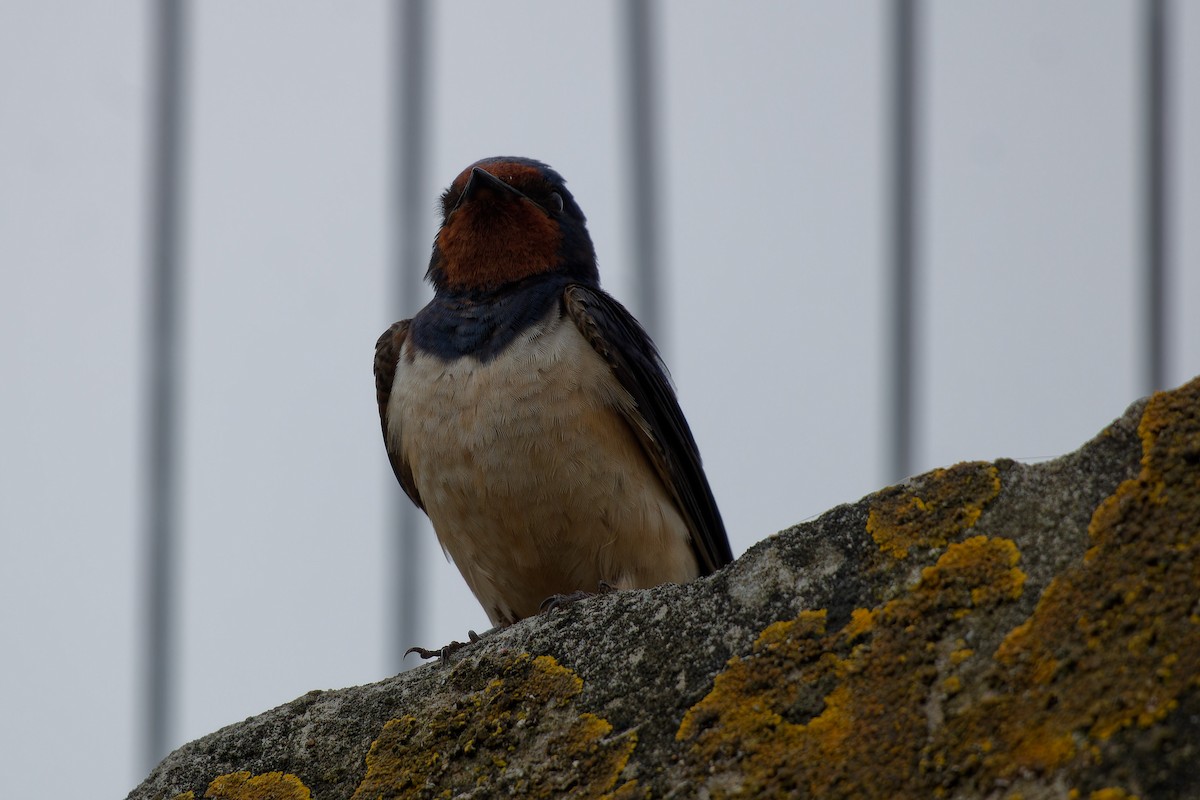 Barn Swallow - ML622447567