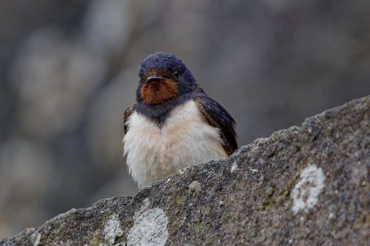 Barn Swallow - ML622447568