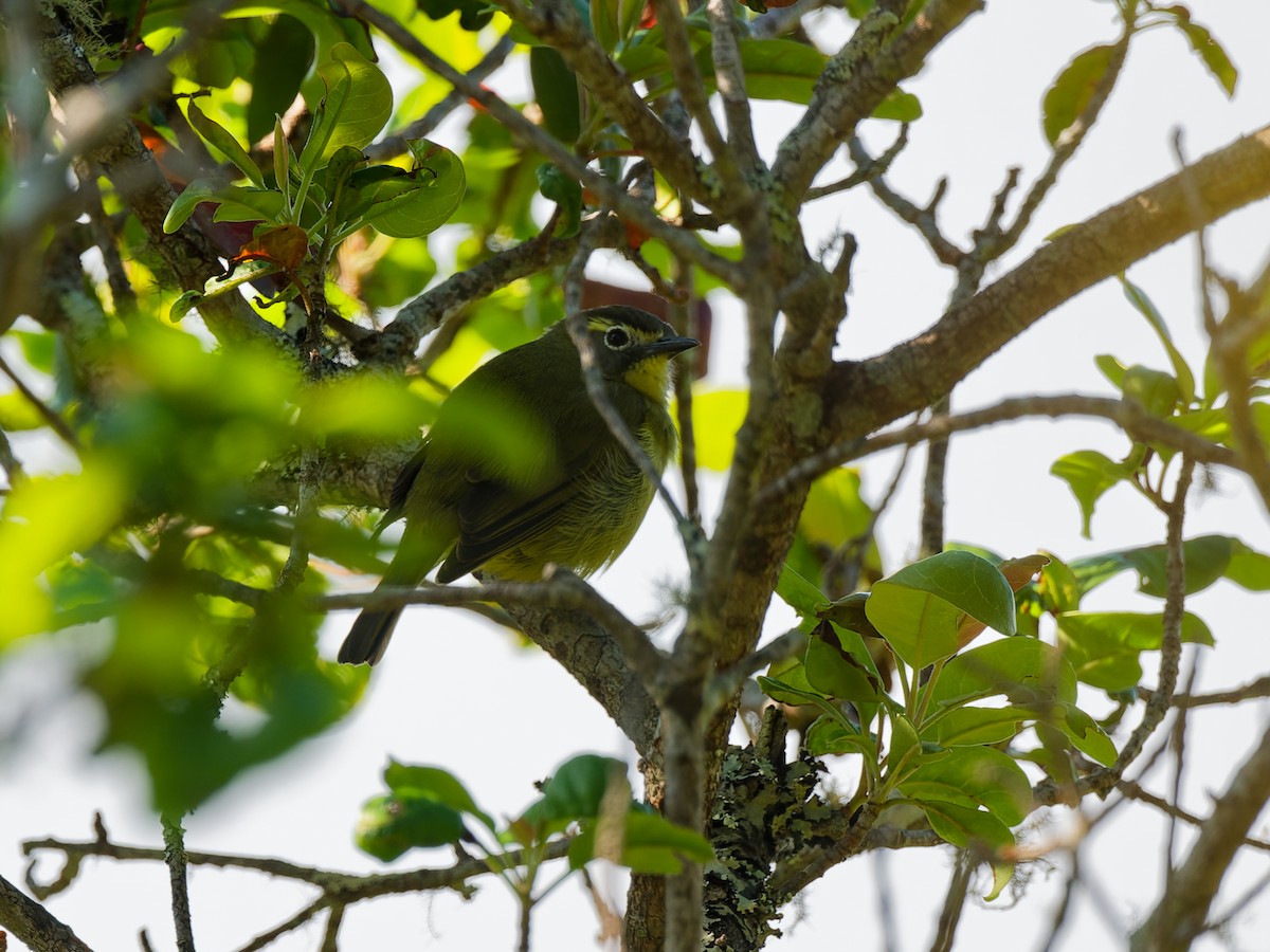 White-browed White-eye - ML622447569