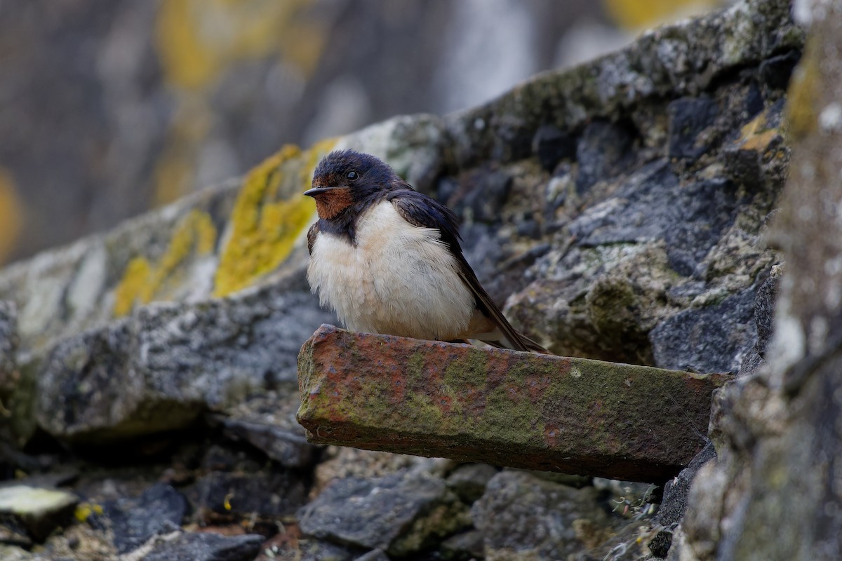 Barn Swallow - ML622447570