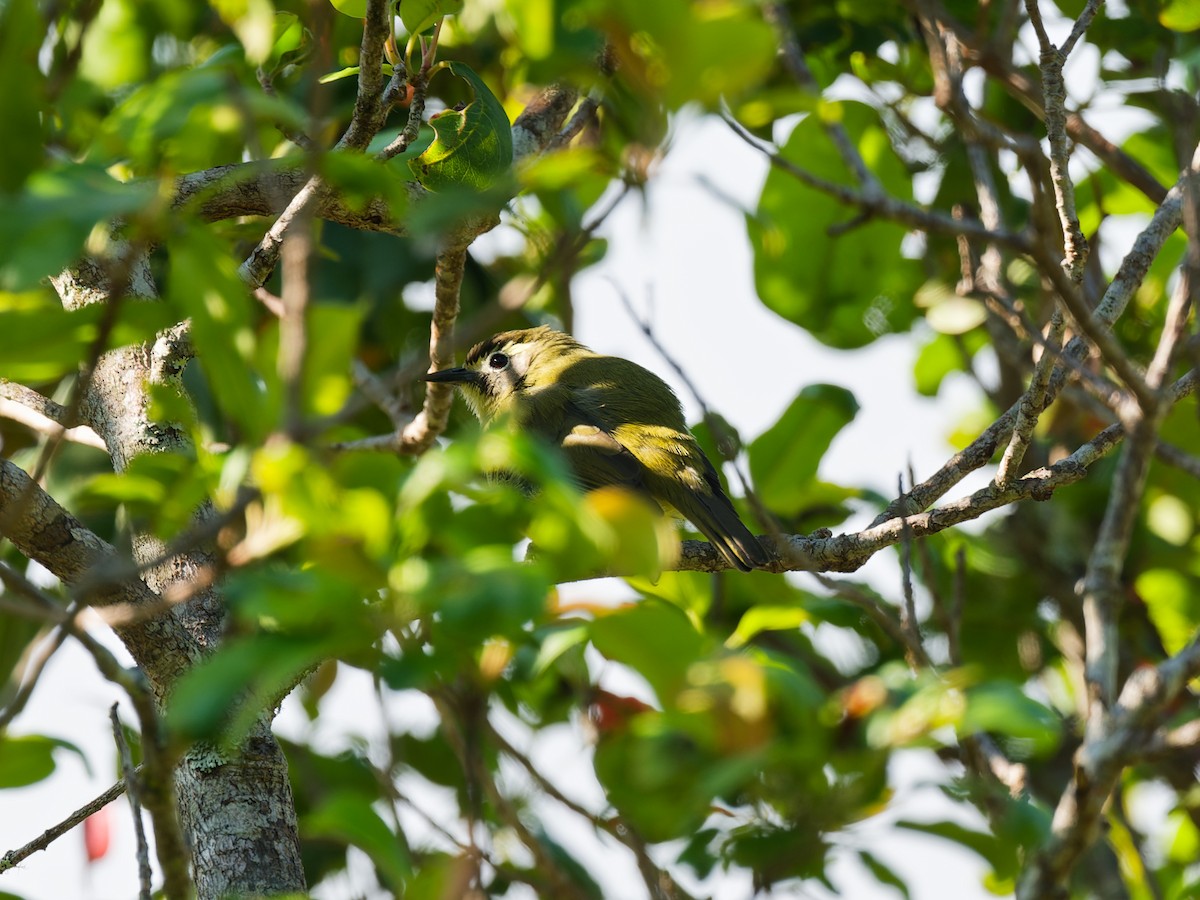 White-browed White-eye - ML622447580