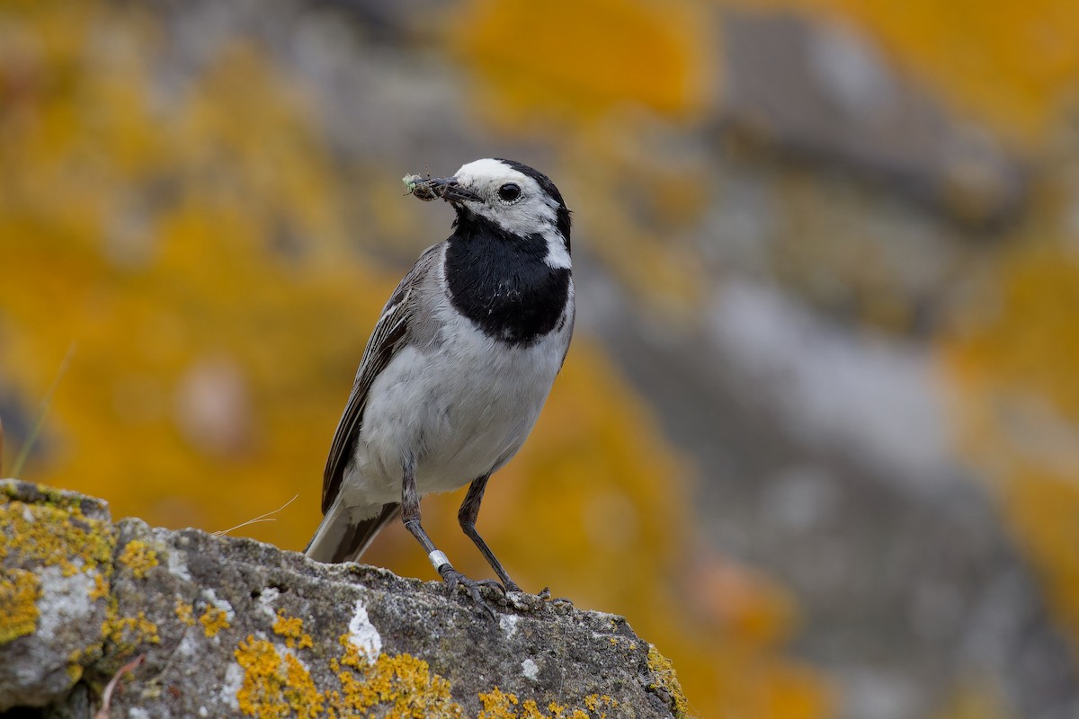 White Wagtail - ML622447581