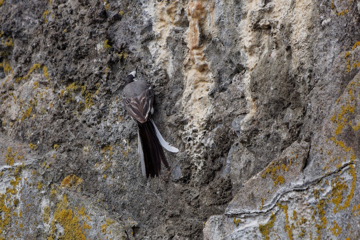 White Wagtail - ML622447583
