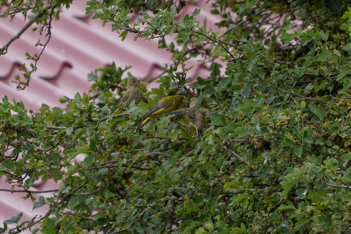 European Greenfinch - ML622447590