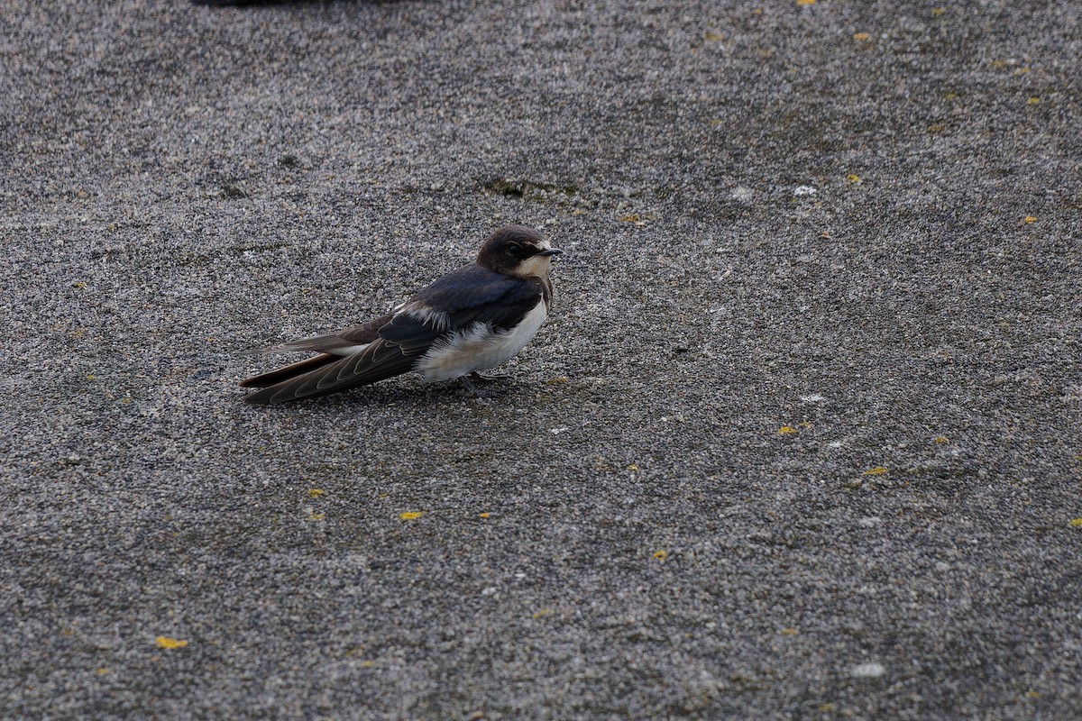 Barn Swallow - ML622447592