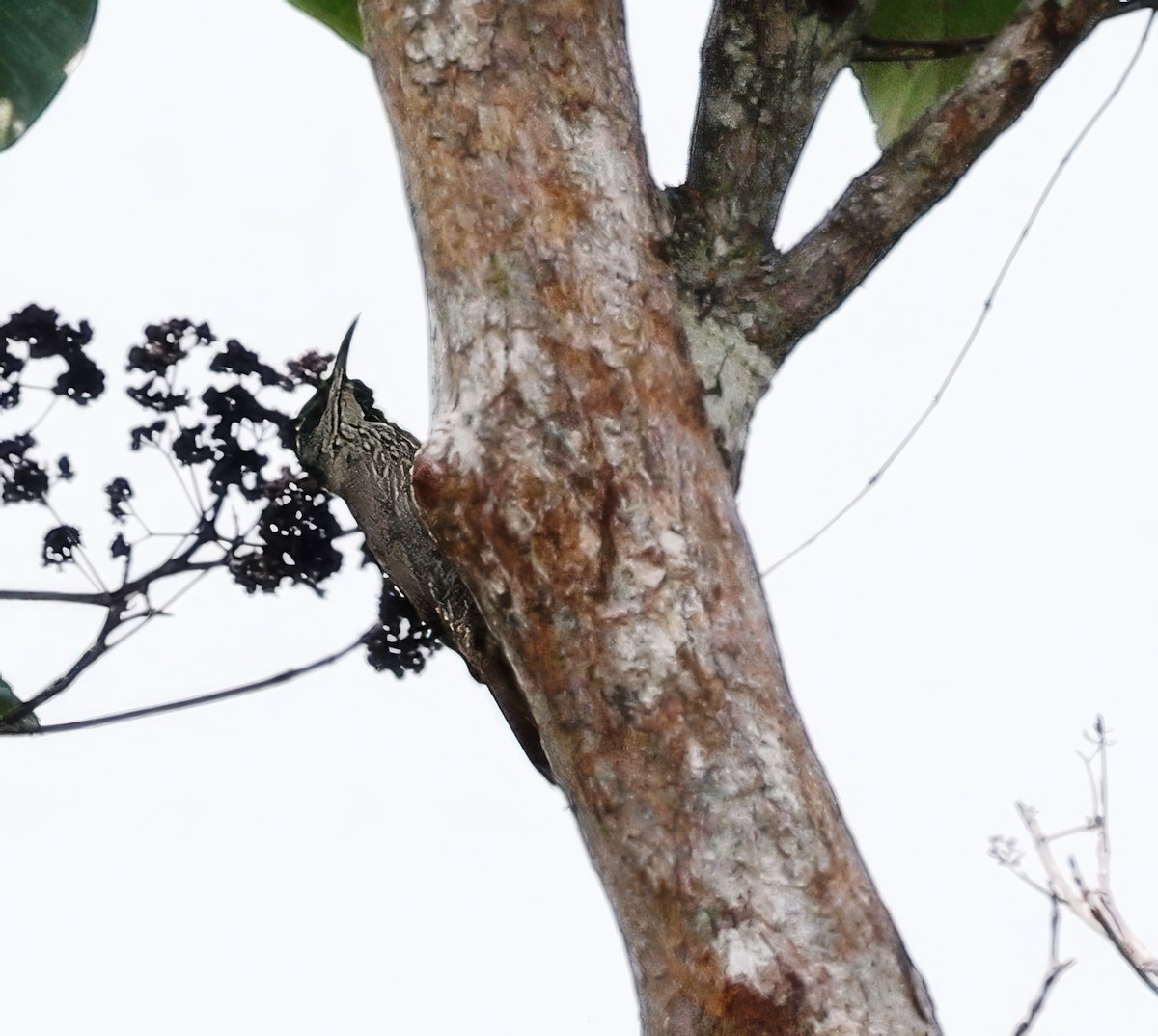 Dusky-capped Woodcreeper (Rondonia) - ML622447599