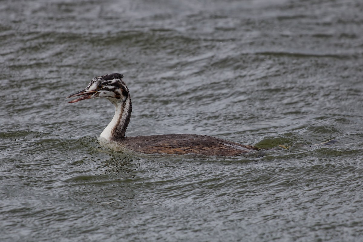 Great Crested Grebe - ML622447613