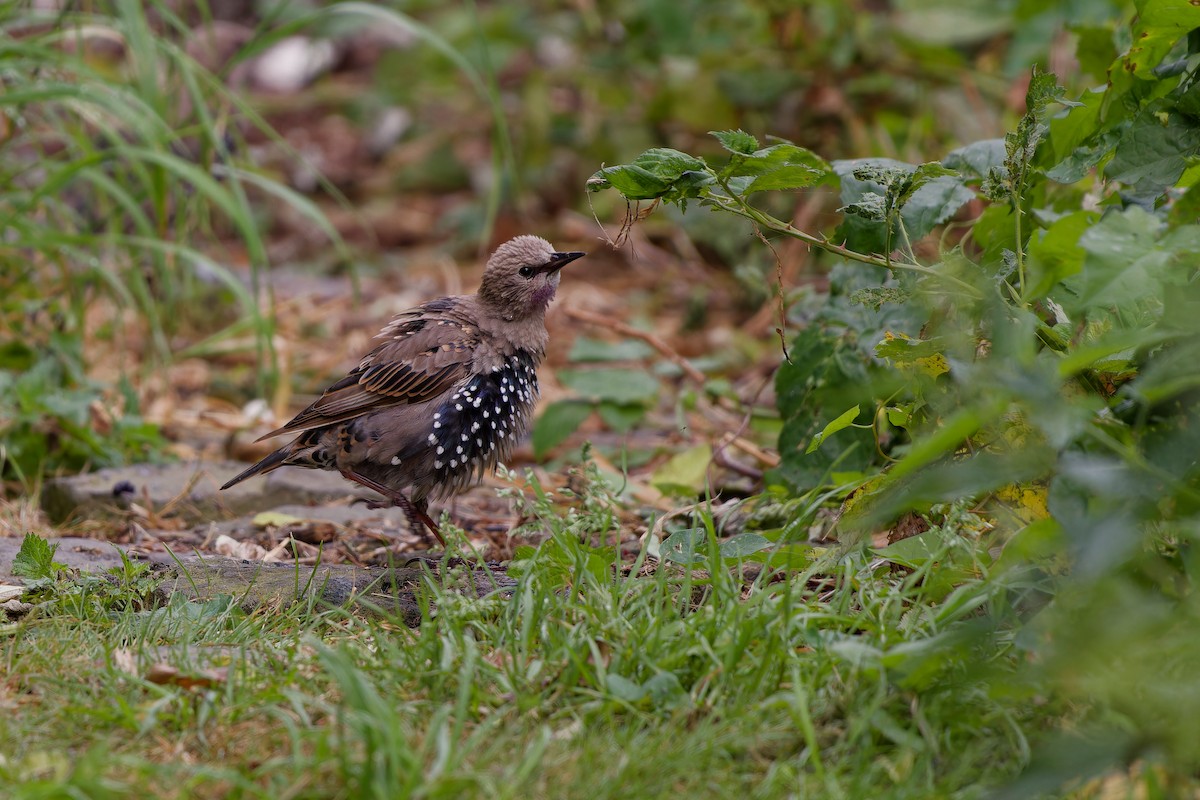 European Starling - ML622447638