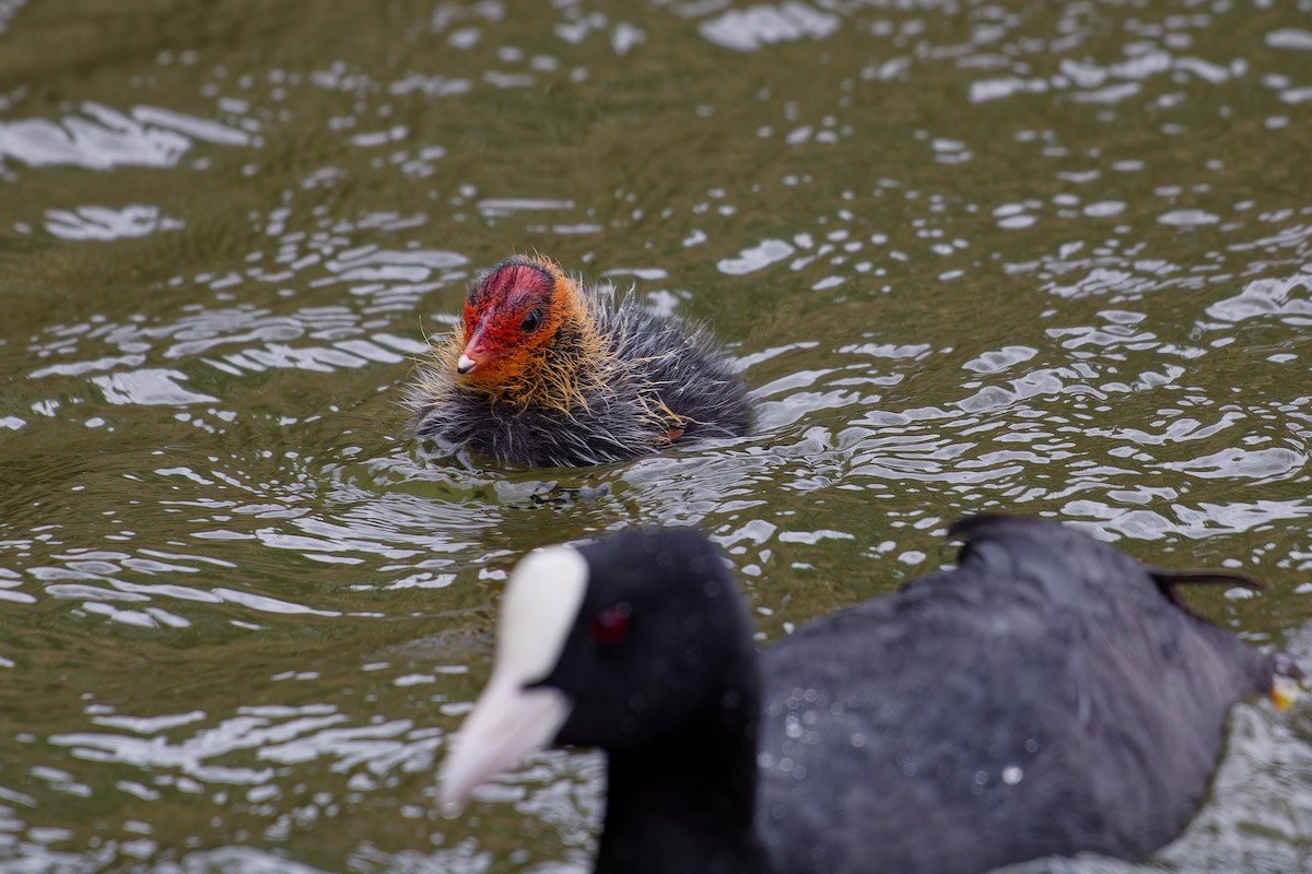 Eurasian Coot - ML622447640